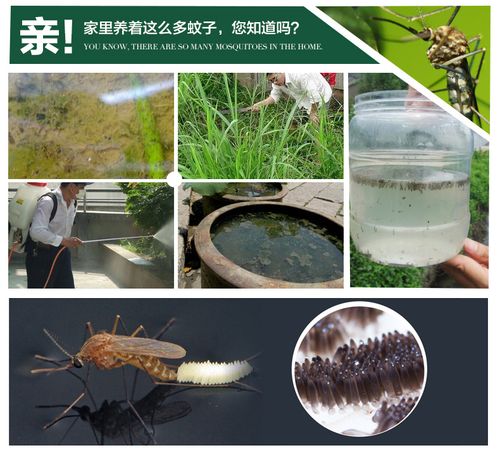 永通太阳能户外灭蚊灯 绿色科技，守护无蚊夏夜